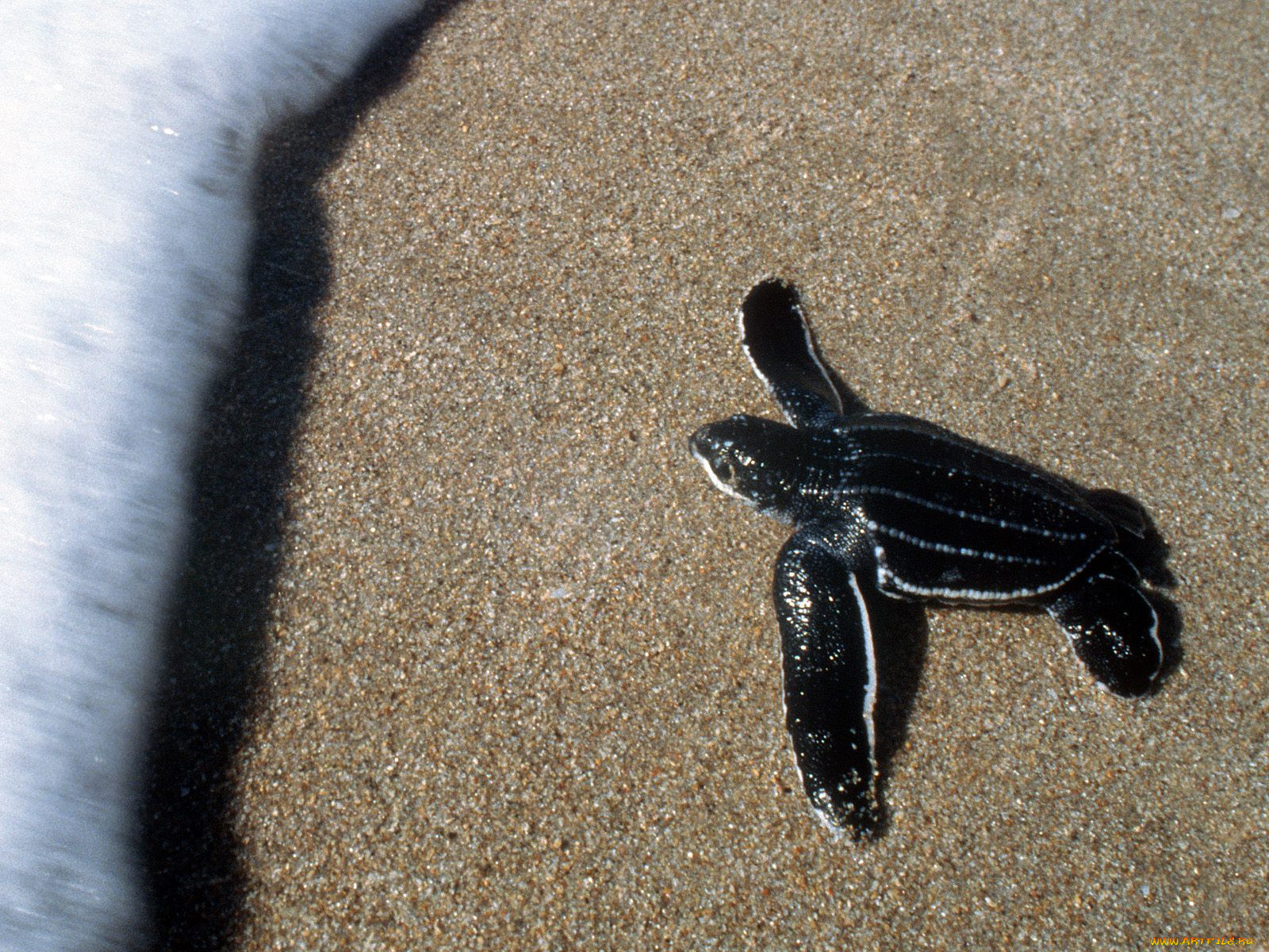 first, swim, kona, hawaii, , 